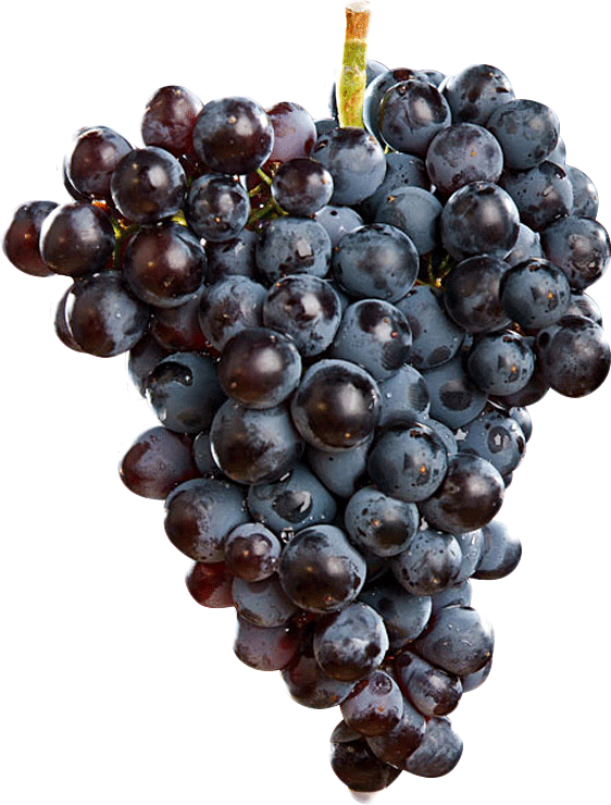 Grenache