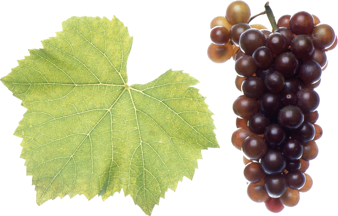 Pinot Gris