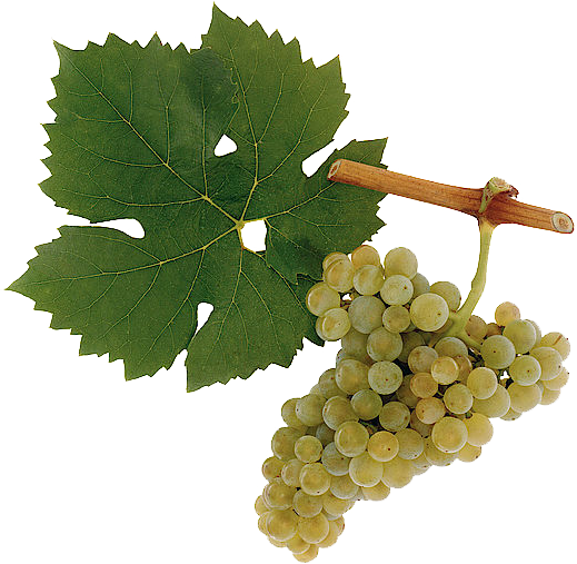 Müller Thurgau Müller Thurgau