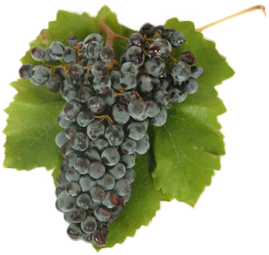 Nero d’Avola