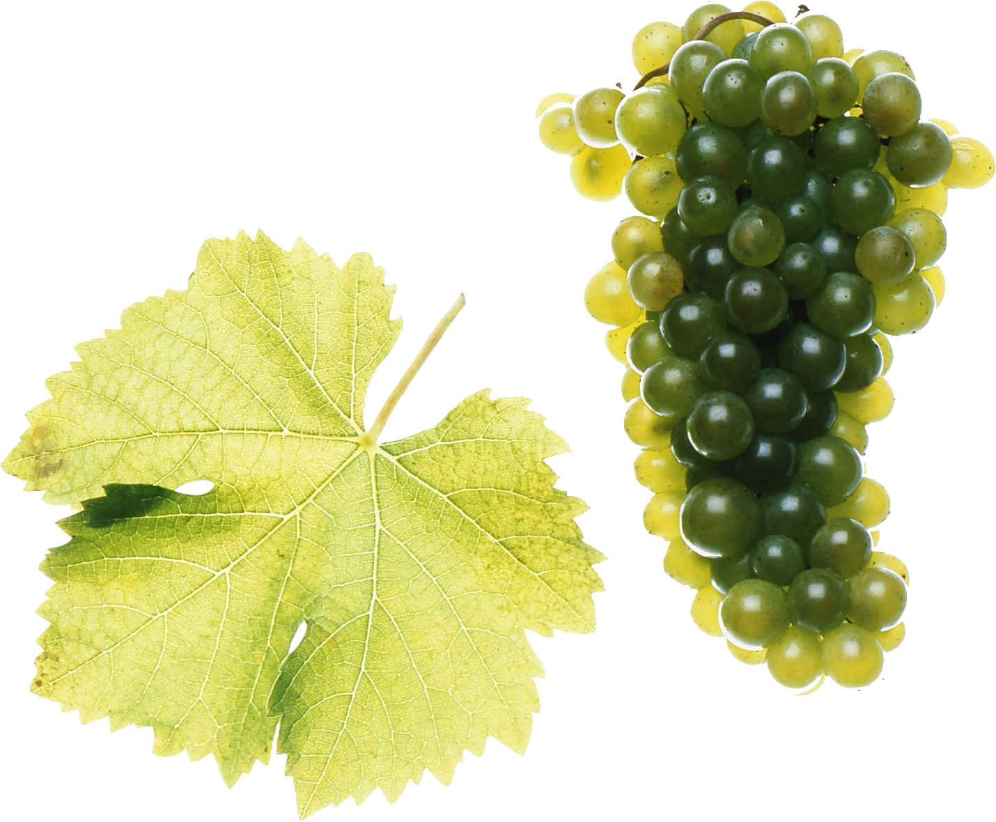 Sauvignon Blanc