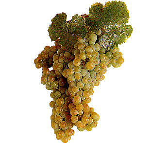 Trebbiano Trebbiano