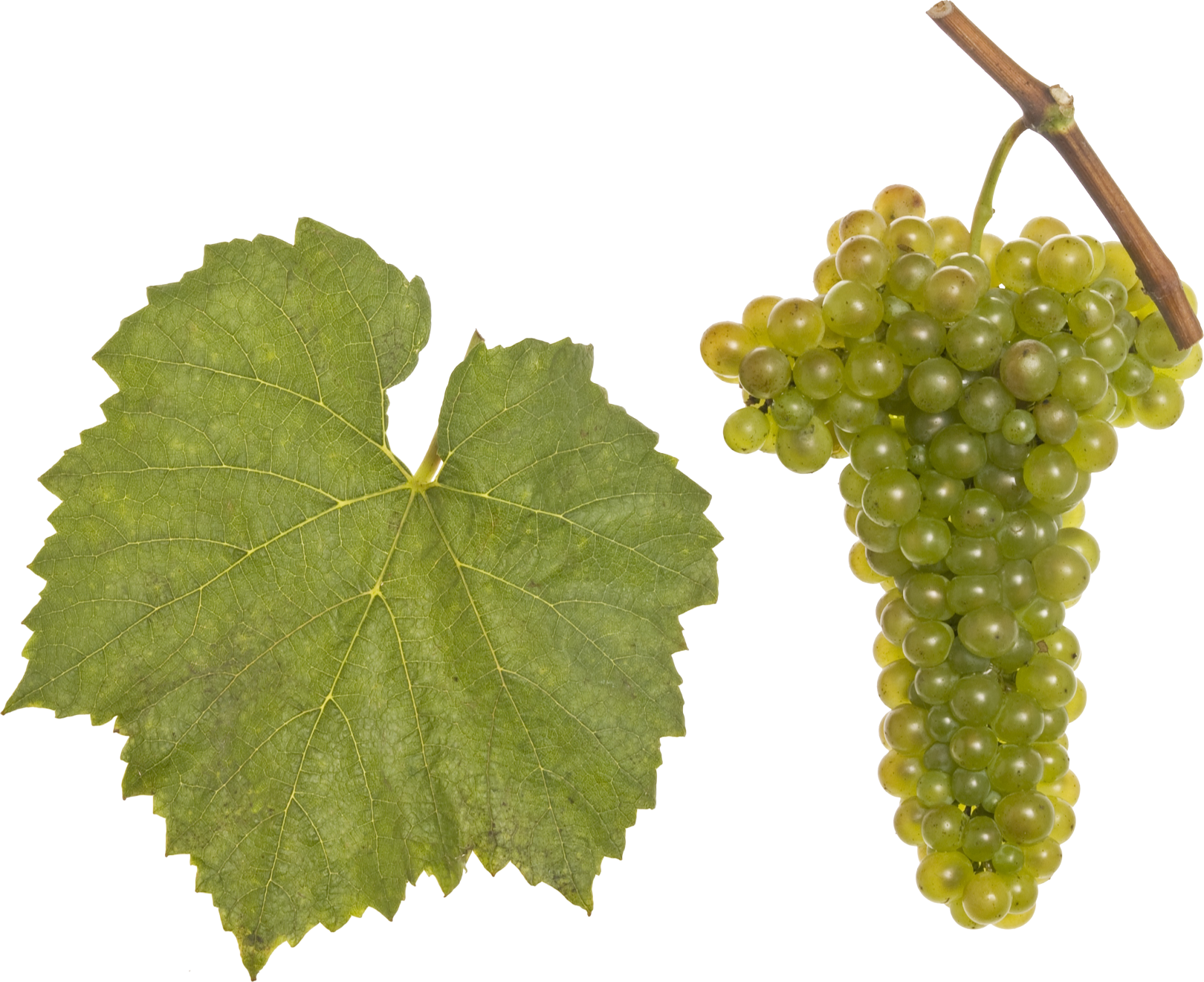 Viognier