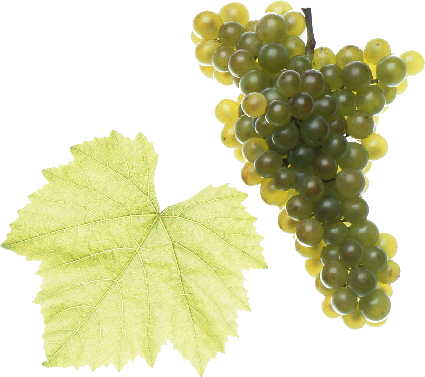 Pinot Blanc